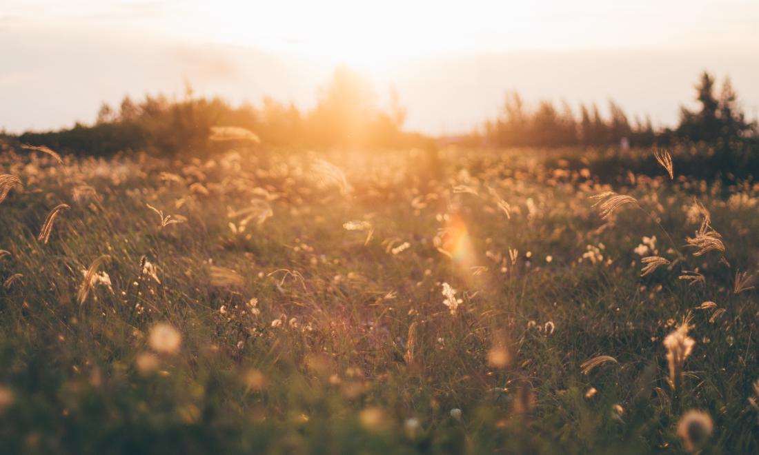 Field